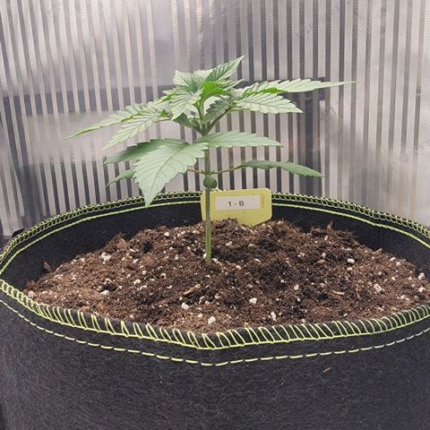 GG4 Sherbet 1 - B growlog timeline photo