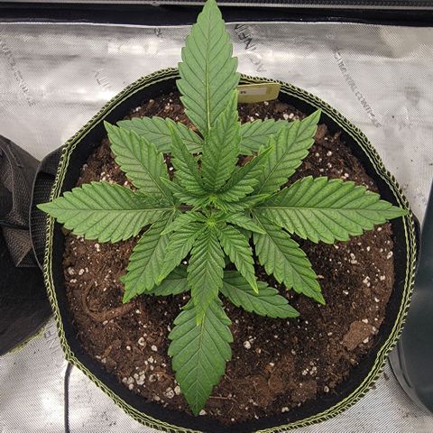 GG4 Sherbet 1 - B growlog timeline photo