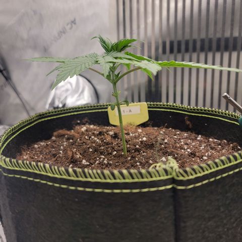 GG4 Sherbet 1 - A growlog timeline photo