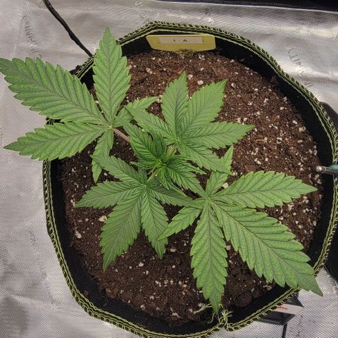 GG4 Sherbet 1 - A growlog timeline photo