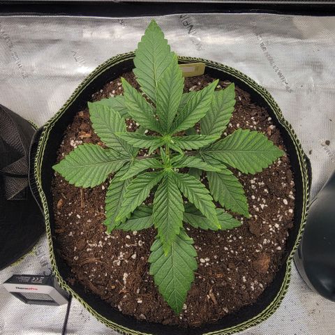 GG4 Sherbet 1 - B growlog timeline photo