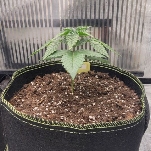 GG4 Sherbet 1 - B growlog timeline photo