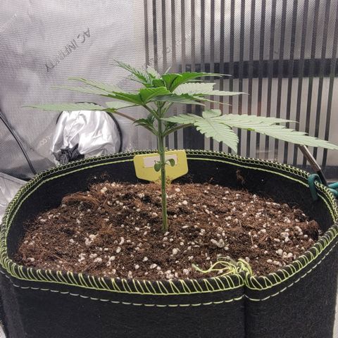 GG4 Sherbet 1 - A growlog timeline photo