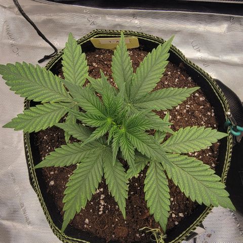 GG4 Sherbet 1 - A growlog timeline photo