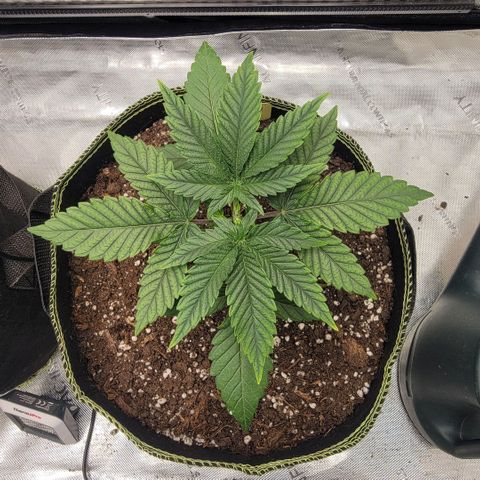 GG4 Sherbet 1 - B growlog timeline photo