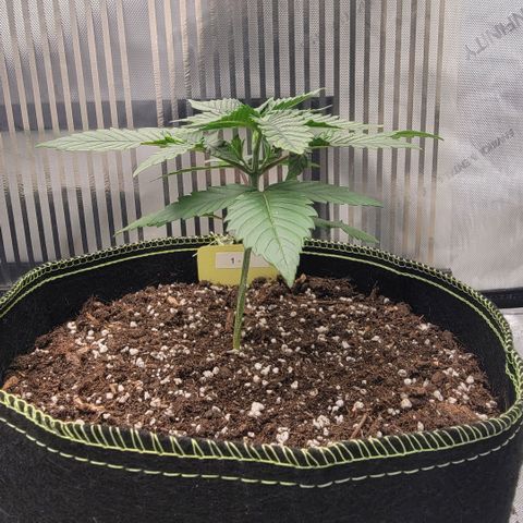 GG4 Sherbet 1 - B growlog timeline photo
