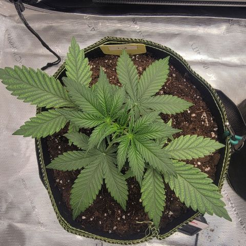 GG4 Sherbet 1 - A growlog timeline photo
