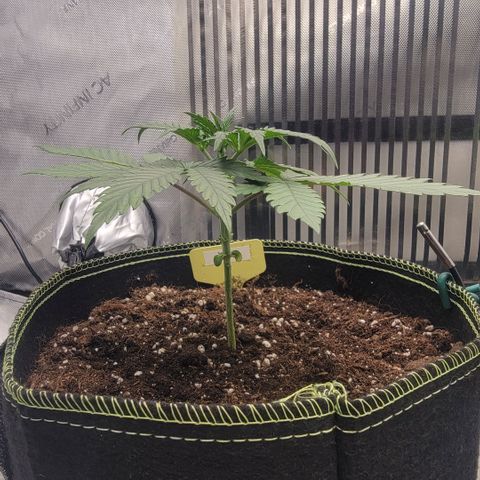 GG4 Sherbet 1 - A growlog timeline photo