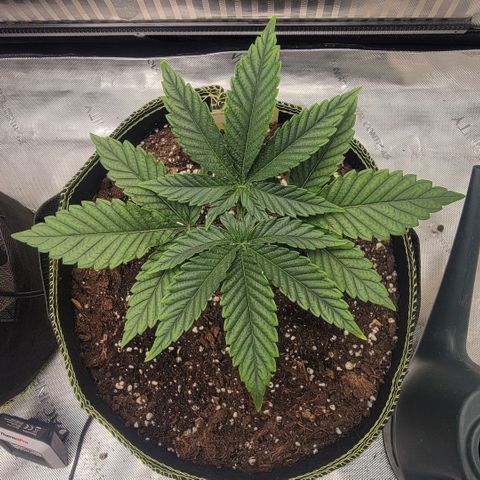 GG4 Sherbet 1 - B growlog timeline photo