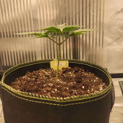 GG4 Sherbet 1 - B growlog timeline photo