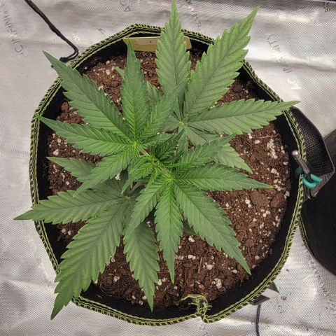 GG4 Sherbet 1 - A growlog timeline photo