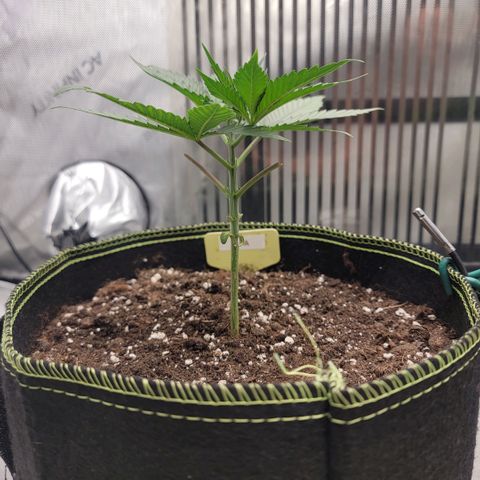 GG4 Sherbet 1 - A growlog timeline photo
