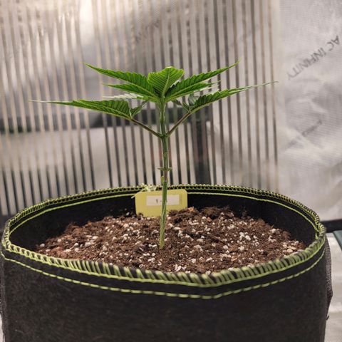 GG4 Sherbet 1 - B growlog timeline photo
