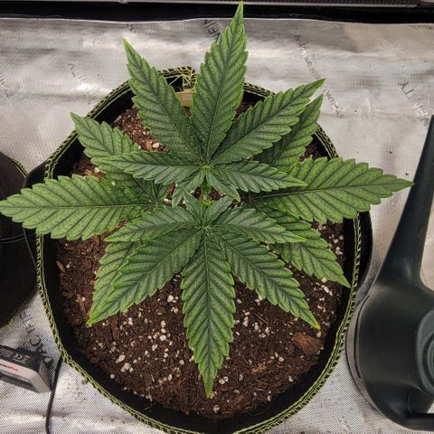 GG4 Sherbet 1 - B growlog timeline photo