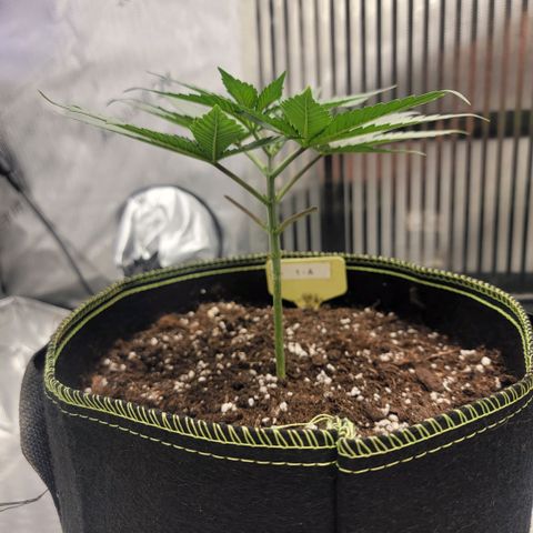 GG4 Sherbet 1 - A growlog timeline photo