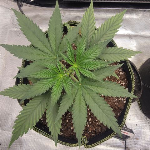 GG4 Sherbet 1 - A growlog timeline photo