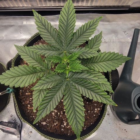 GG4 Sherbet 1 - B growlog timeline photo