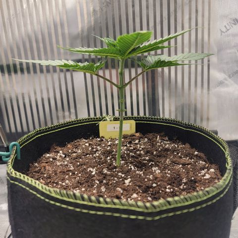 GG4 Sherbet 1 - B growlog timeline photo