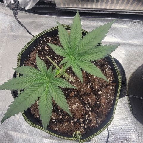 GG4 Sherbet 1 - A growlog timeline photo
