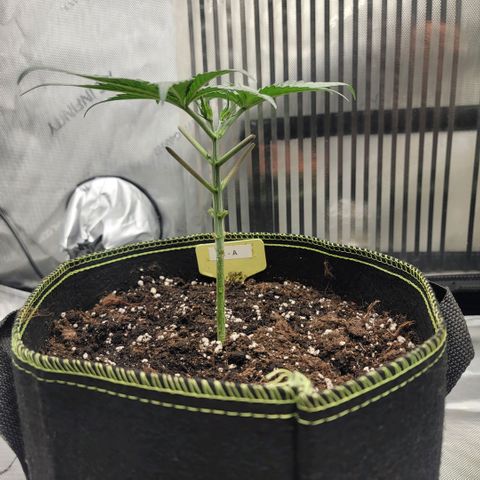 GG4 Sherbet 1 - A growlog timeline photo