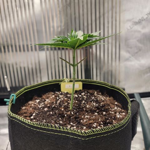 GG4 Sherbet 1 - B growlog timeline photo