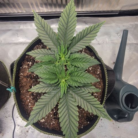 GG4 Sherbet 1 - B growlog timeline photo