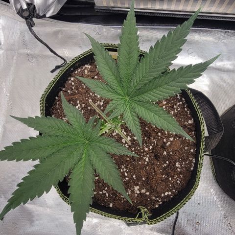 GG4 Sherbet 1 - A growlog timeline photo