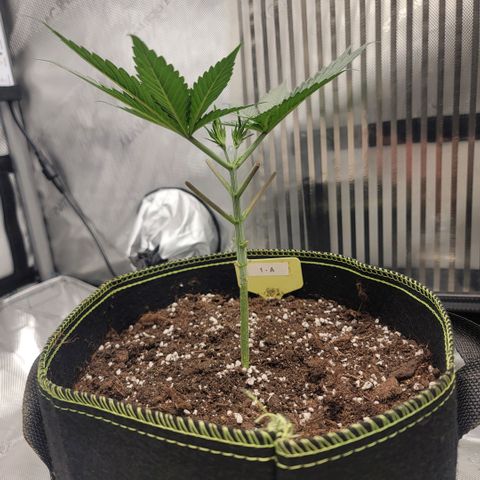 GG4 Sherbet 1 - A growlog timeline photo