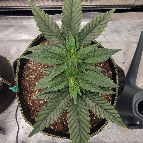 GG4 Sherbet 1 - B growlog timeline photo