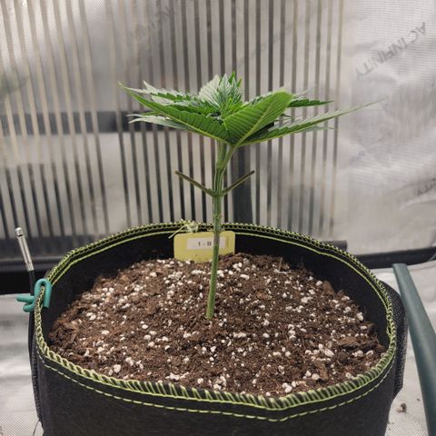 GG4 Sherbet 1 - B growlog timeline photo