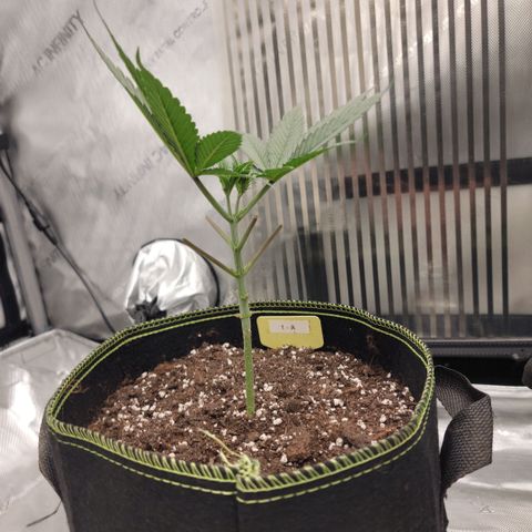 GG4 Sherbet 1 - A growlog timeline photo