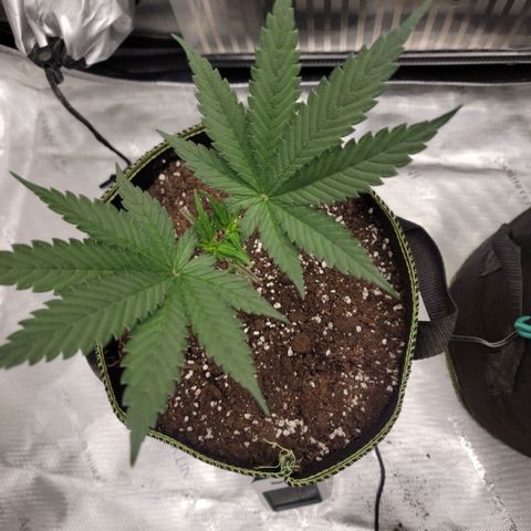 GG4 Sherbet 1 - A growlog timeline photo