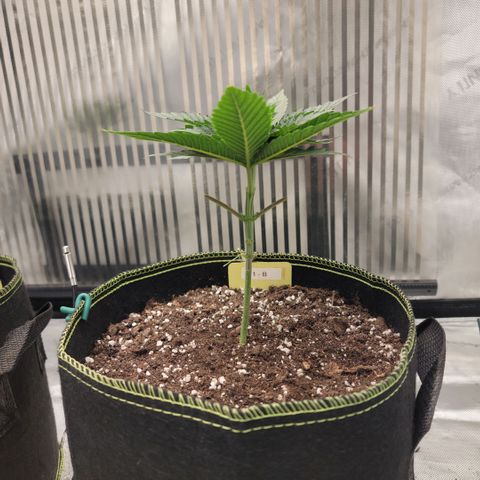 GG4 Sherbet 1 - B growlog timeline photo