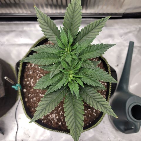 GG4 Sherbet 1 - B growlog timeline photo