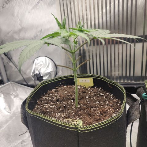 GG4 Sherbet 1 - A growlog timeline photo