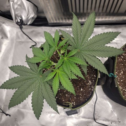 GG4 Sherbet 1 - A growlog timeline photo