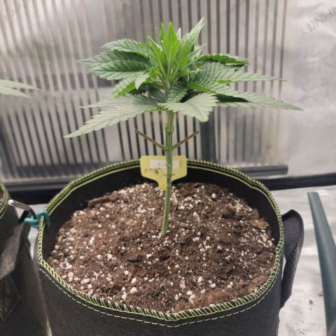 GG4 Sherbet 1 - B growlog timeline photo