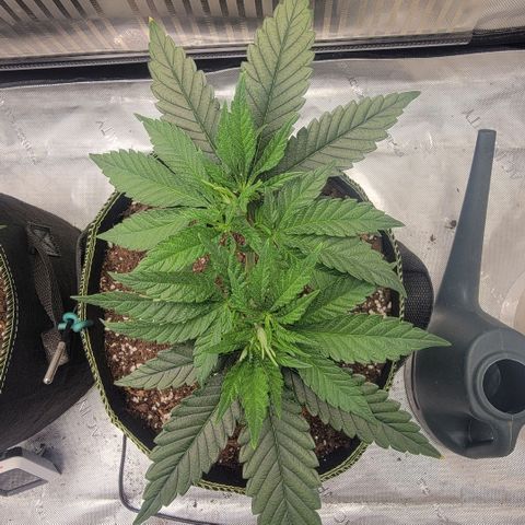 GG4 Sherbet 1 - B growlog timeline photo