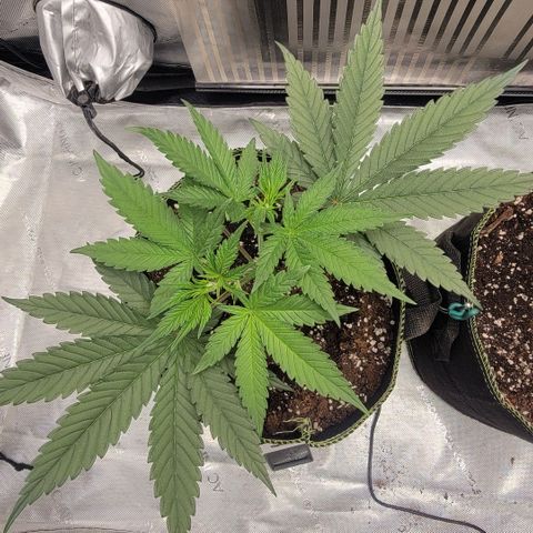 GG4 Sherbet 1 - A growlog timeline photo