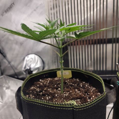 GG4 Sherbet 1 - A growlog timeline photo