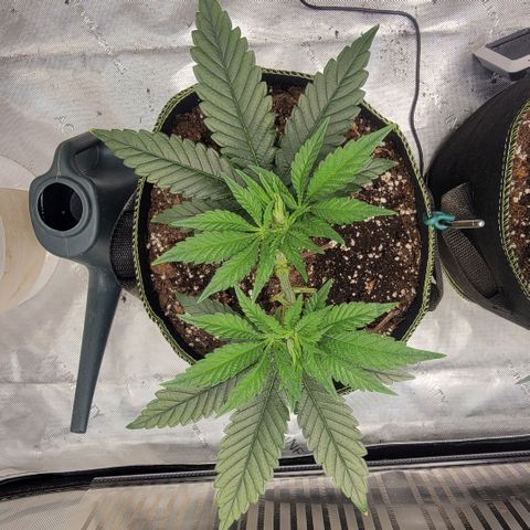 GG4 Sherbet 1 - B growlog timeline photo