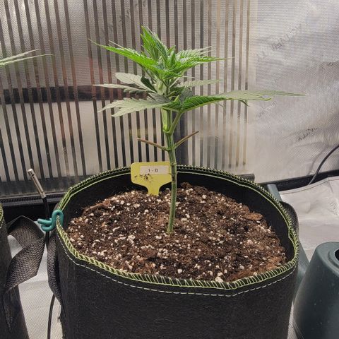 GG4 Sherbet 1 - B growlog timeline photo