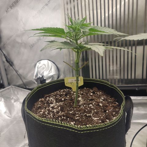 GG4 Sherbet 1 - B growlog timeline photo