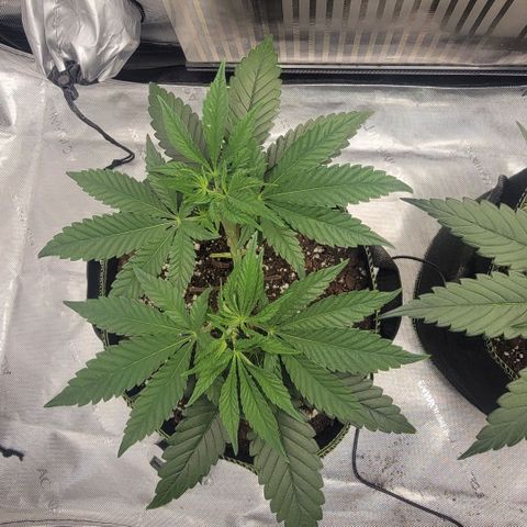 GG4 Sherbet 1 - B growlog timeline photo