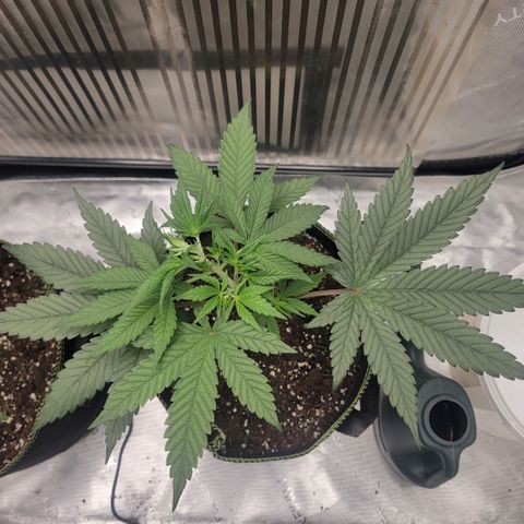 GG4 Sherbet 1 - A growlog timeline photo