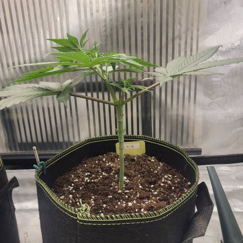 GG4 Sherbet 1 - A growlog timeline photo