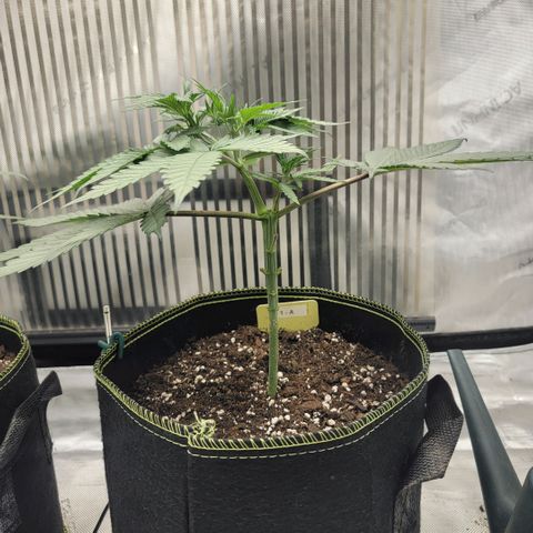 GG4 Sherbet 1 - A growlog timeline photo
