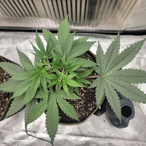 GG4 Sherbet 1 - A growlog timeline photo