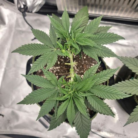 GG4 Sherbet 1 - B growlog timeline photo