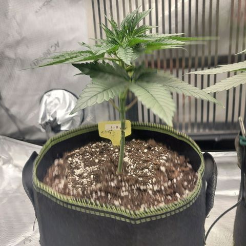GG4 Sherbet 1 - B growlog timeline photo